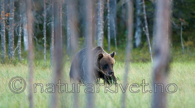 BB 10 0075 / Ursus arctos / Brunbjørn